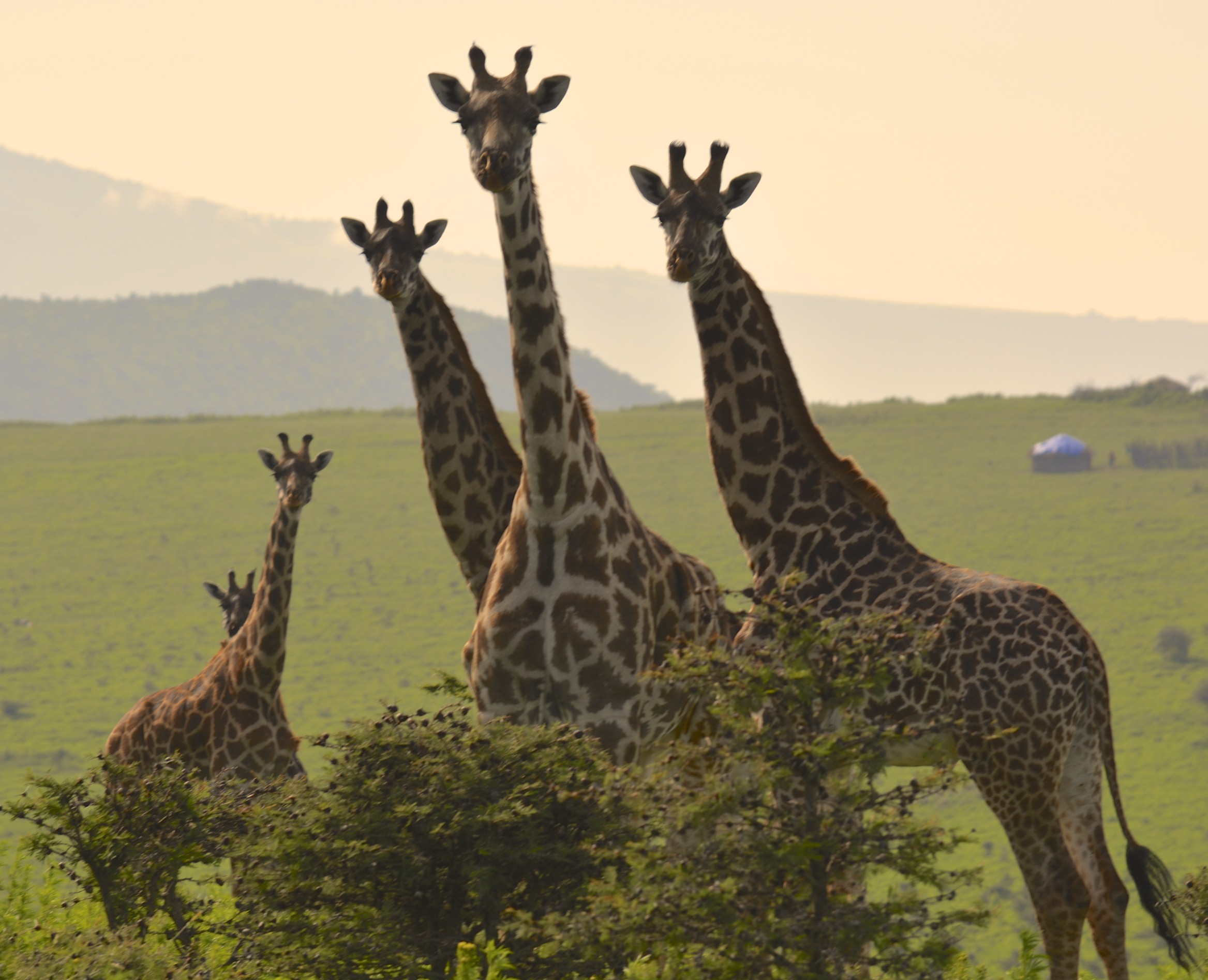 Best of Tanzania-Kilimanjaro and the Serengeti