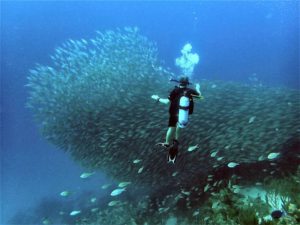 Diving into Bonaire, the B of the ABC Islands