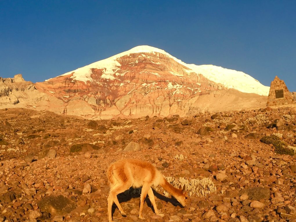 Base camp Refugio. We leave at 10 PM and should summit sometime around 7 AM..."If you don't give up like the German guy I guided last week" says my guide. No pressure, this vicuna isn't feeling the altitude at all.