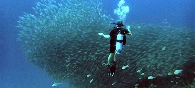 Diving into Bonaire, the B of the ABC Islands